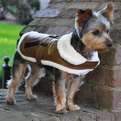 Pawsh Must-Haves
